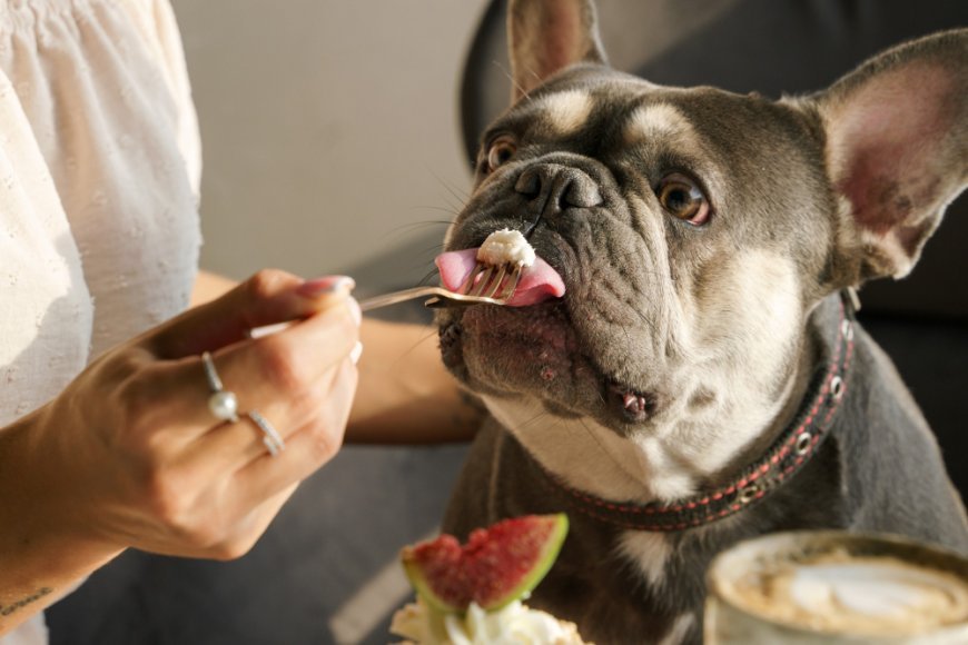 เรียนรู้ AI ChatGPT Prompts บริการสร้างแผนอาหารสำหรับสัตว์เลี้ยง: นำเสนอแบบที่กำหนดเองตามความต้องการทางอาหาร